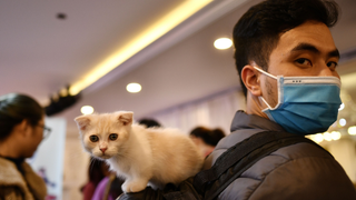 El CDC recomienda distanciar a las mascotas después de que dos gatos dieran positivo por Coronavirus